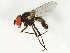  ( - 10JSROW-0742)  @13 [ ] CreativeCommons - Attribution (2010) CBG Photography Group Centre for Biodiversity Genomics