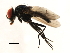  (Fannia corvina - 10JSROW-0778)  @14 [ ] CreativeCommons - Attribution (2010) CBG Photography Group Centre for Biodiversity Genomics