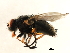  ( - 10JSROW-0782)  @12 [ ] CreativeCommons - Attribution (2010) CBG Photography Group Centre for Biodiversity Genomics