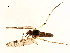  ( - 10JSROW-0784)  @13 [ ] CreativeCommons - Attribution (2010) CBG Photography Group Centre for Biodiversity Genomics