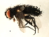  ( - 10JSROW-0792)  @13 [ ] CreativeCommons - Attribution (2010) CBG Photography Group Centre for Biodiversity Genomics