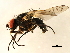  ( - 10JSROW-0802)  @13 [ ] CreativeCommons - Attribution (2010) CBG Photography Group Centre for Biodiversity Genomics