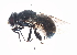  ( - 10JSROW-1471)  @13 [ ] CreativeCommons - Attribution (2011) CBG Photography Group Centre for Biodiversity Genomics