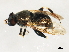  ( - 10JSROW-1311)  @13 [ ] CreativeCommons - Attribution (2010) CBG Photography Group Centre for Biodiversity Genomics