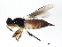  ( - 10JSROW-1689)  @13 [ ] CreativeCommons - Attribution (2011) CBG Photography Group Centre for Biodiversity Genomics