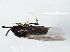  ( - 10JSROW-1733)  @12 [ ] CreativeCommons - Attribution (2011) CBG Photography Group Centre for Biodiversity Genomics