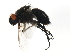  ( - 10JSROW-1834)  @13 [ ] CreativeCommons - Attribution (2011) CBG Photography Group Centre for Biodiversity Genomics