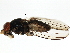  ( - 10JSROW-1148)  @12 [ ] CreativeCommons - Attribution (2011) CBG Photography Group Centre for Biodiversity Genomics
