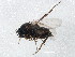  ( - BIOUG00819-F12)  @13 [ ] CreativeCommons - Attribution (2011) CBG Photography Group Centre for Biodiversity Genomics