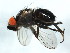 ( - BIOUG00825-A08)  @13 [ ] CreativeCommons - Attribution (2011) CBG Photography Group Centre for Biodiversity Genomics