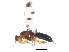  ( - BIOUG00855-B06)  @13 [ ] CreativeCommons - Attribution (2011) CBG Photography Group Centre for Biodiversity Genomics