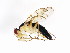  ( - BIOUG00855-H06)  @13 [ ] CreativeCommons - Attribution (2011) CBG Photography Group Centre for Biodiversity Genomics