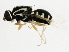  (Oxycera albovittata - BIOUG00866-B03)  @12 [ ] CreativeCommons - Attribution (2011) CBG Photography Group Centre for Biodiversity Genomics
