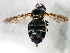  ( - BIOUG00867-A01)  @13 [ ] CreativeCommons - Attribution (2011) CBG Photography Group Centre for Biodiversity Genomics