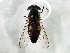  ( - BIOUG00867-C10)  @13 [ ] CreativeCommons - Attribution (2011) CBG Photography Group Centre for Biodiversity Genomics