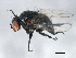  ( - BIOUG00915-B01)  @13 [ ] CreativeCommons - Attribution (2011) CBG Photography Group Centre for Biodiversity Genomics