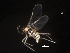  ( - BIOUG00870-D02)  @13 [ ] CreativeCommons - Attribution (2011) CBG Photography Group Centre for Biodiversity Genomics