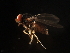  ( - BIOUG00870-H06)  @12 [ ] CreativeCommons - Attribution (2011) CBG Photography Group Centre for Biodiversity Genomics