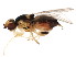  (Gaurax dorsalis - BIOUG00942-G02)  @13 [ ] CreativeCommons - Attribution (2011) CBG Photography Group Centre for Biodiversity Genomics