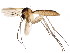  ( - BIOUG00965-D10)  @14 [ ] CreativeCommons - Attribution (2011) CBG Photography Group Centre for Biodiversity Genomics