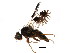  (Tephritis webbii - BIOUG00965-E05)  @14 [ ] CreativeCommons - Attribution (2011) CBG Photography Group Centre for Biodiversity Genomics