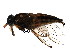  ( - BIOUG00992-B06)  @13 [ ] CreativeCommons - Attribution (2011) CBG Photography Group Centre for Biodiversity Genomics