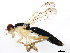  ( - BIOUG01336-A08)  @13 [ ] CreativeCommons - Attribution (2011) CBG Photography Group Centre for Biodiversity Genomics