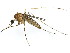  ( - BIOUG01336-C11)  @13 [ ] CreativeCommons - Attribution (2011) CBG Photography Group Centre for Biodiversity Genomics