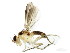  (Sobarocephala latifrons - BIOUG01336-D06)  @14 [ ] CreativeCommons - Attribution (2011) CBG Photography Group Centre for Biodiversity Genomics