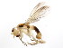  ( - BIOUG01336-E10)  @13 [ ] CreativeCommons - Attribution (2011) CBG Photography Group Centre for Biodiversity Genomics