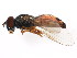  ( - BIOUG01336-G10)  @14 [ ] CreativeCommons - Attribution (2011) CBG Photography Group Centre for Biodiversity Genomics