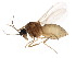  (Atrichopogon levis - BIOUG01337-E06)  @14 [ ] CreativeCommons - Attribution (2011) CBG Photography Group Centre for Biodiversity Genomics