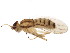  ( - BIOUG01337-E12)  @15 [ ] CreativeCommons - Attribution (2011) CBG Photography Group Centre for Biodiversity Genomics