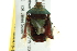  ( - BIOUG01150-B09)  @13 [ ] CreativeCommons - Attribution (2011) CBG Photography Group Centre for Biodiversity Genomics