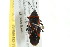  (Lygaeus kalmii - BIOUG01150-D01)  @13 [ ] CreativeCommons - Attribution (2011) CBG Photography Group Centre for Biodiversity Genomics