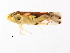  ( - BIOUG00936-F10)  @13 [ ] CreativeCommons - Attribution (2011) CBG Photography Group Centre for Biodiversity Genomics