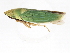  ( - BIOUG00937-G02)  @13 [ ] CreativeCommons - Attribution (2011) CBG Photography Group Centre for Biodiversity Genomics