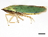  ( - BIOUG00937-G09)  @14 [ ] CreativeCommons - Attribution (2011) CBG Photography Group Centre for Biodiversity Genomics