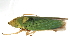  ( - BIOUG00937-G11)  @13 [ ] CreativeCommons - Attribution (2011) CBG Photography Group Centre for Biodiversity Genomics