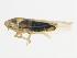  ( - BIOUG00999-A06)  @13 [ ] CreativeCommons - Attribution (2011) CBG Photography Group Centre for Biodiversity Genomics