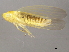  ( - BIOUG00999-B04)  @13 [ ] CreativeCommons - Attribution (2011) CBG Photography Group Centre for Biodiversity Genomics