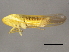  ( - BIOUG00999-B06)  @13 [ ] CreativeCommons - Attribution (2011) CBG Photography Group Centre for Biodiversity Genomics
