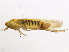  ( - BIOUG00999-B08)  @13 [ ] CreativeCommons - Attribution (2011) CBG Photography Group Centre for Biodiversity Genomics