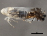  ( - BIOUG00999-G02)  @13 [ ] CreativeCommons - Attribution (2011) CBG Photography Group Centre for Biodiversity Genomics