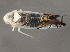  ( - BIOUG00999-G05)  @13 [ ] CreativeCommons - Attribution (2011) CBG Photography Group Centre for Biodiversity Genomics