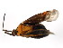  ( - BIOUG01000-B08)  @12 [ ] CreativeCommons - Attribution (2011) CBG Photography Group Centre for Biodiversity Genomics