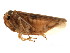  ( - BIOUG01000-E02)  @12 [ ] CreativeCommons - Attribution (2011) CBG Photography Group Centre for Biodiversity Genomics