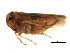  ( - BIOUG01000-F05)  @12 [ ] CreativeCommons - Attribution (2011) CBG Photography Group Centre for Biodiversity Genomics