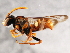  (Nomada sp. 10AT - BIOUG01028-C10)  @15 [ ] CreativeCommons - Attribution (2011) CBG Photography Group Centre for Biodiversity Genomics