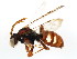  (Nomada cressonii - BIOUG01030-H02)  @15 [ ] CreativeCommons - Attribution (2011) CBG Photography Group Centre for Biodiversity Genomics